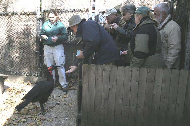 feeding-Southern-Ground-Hor