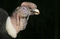 Andean-Condor-BINNS--c-IMG_
