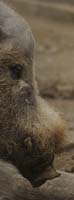 Bearded-Pig-head--BINNS-c-I