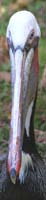 Brown-Pelican-BINNS-c-IMG_4