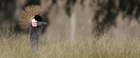 Gray-crowned-Crane-BINNS-cc