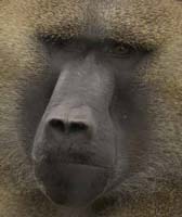 Guinea-Baboon-BINNS-c-IMG_3