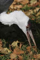 Hooded-Crane-BINNS-c-IMG_43