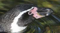 Humboldt-Penquin-BINNS-c-IM