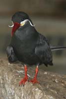 Inca-Dove-BINNS-c-IMG_4418