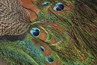 Peacock-Feathers-3-BINNS-c-
