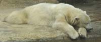 Polar-Bear-snoozing-BINNS-c