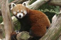 Red-Panda-BINNS-c-IMG_3196