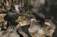 Southern-Ground-Hornbills-B