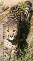 cheetah-BINNS-c-IMG_4696