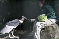 feeding-Andean-Condor-BINNS