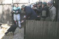 feeding-Southern-Ground-Hor