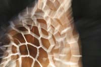 giraffe-mosiac-1-BINNS-IMG_