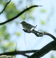 IMG_0935