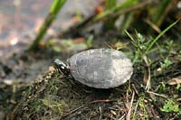 IMG_0962