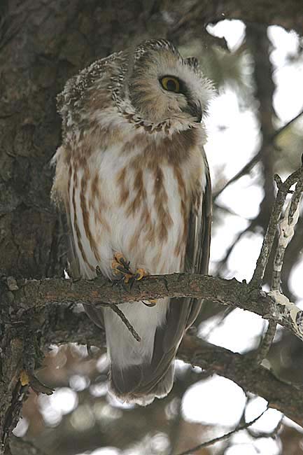 saw-whet-owl-BINNS-IMG_5443