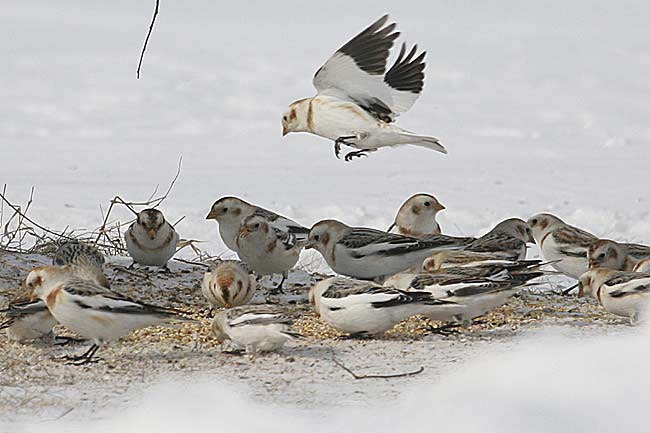 snow-buntings-BINNS-IMG_528