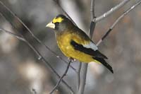 evening-grosbeak-BINNS-IMG_