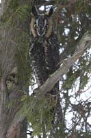 long-eared-owl-BINNS-IMG_53