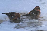 ww-crossbills-BINNS-IMG_563