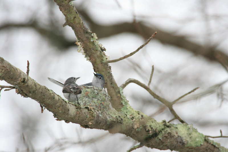 Gnatcatcher