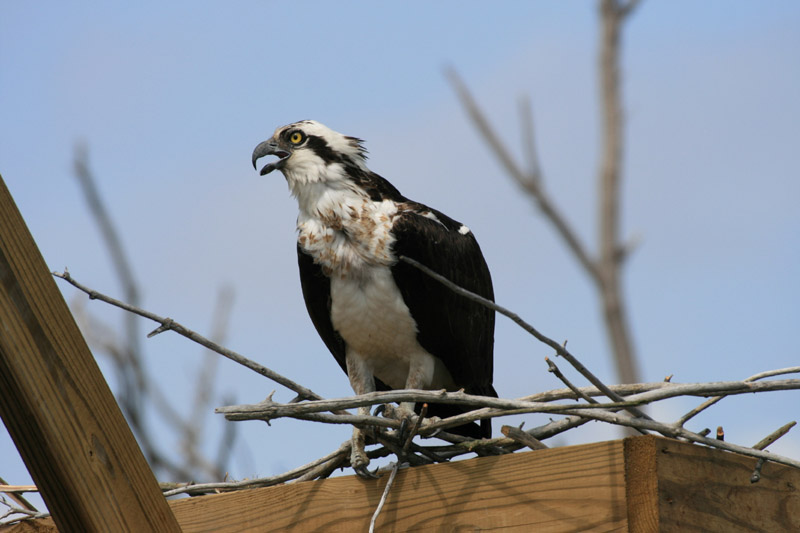 Osprey
