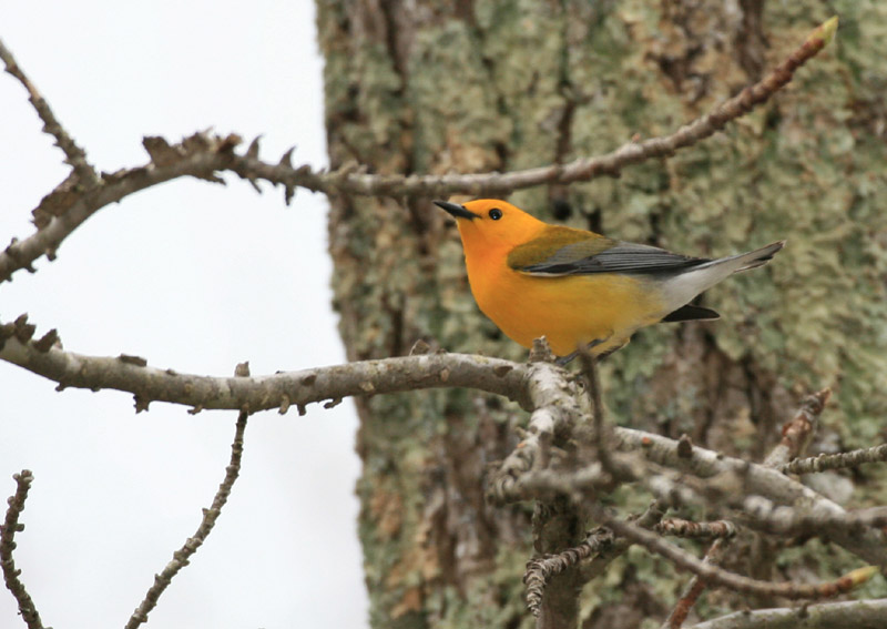 ProthonWarbler