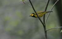 HoodedWarbler