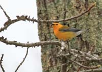 ProthonWarbler