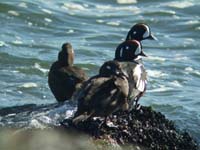 Barnegat
