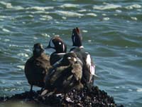 Barnegat