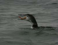 Loon-with-crab-Mar152008