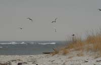 Beachview