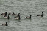 Brant-Flock
