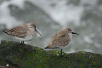 Dual-Dunlins