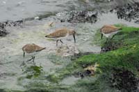 Dunlins