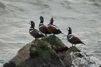 Harlequins-Rock