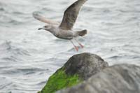 Herring-Gull-Launch