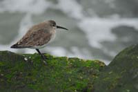 Lone-Dunlin