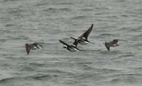 Long-tailed
