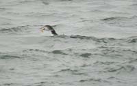 Loon