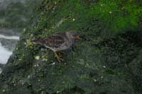 Purple-Sandpiper