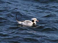 image003