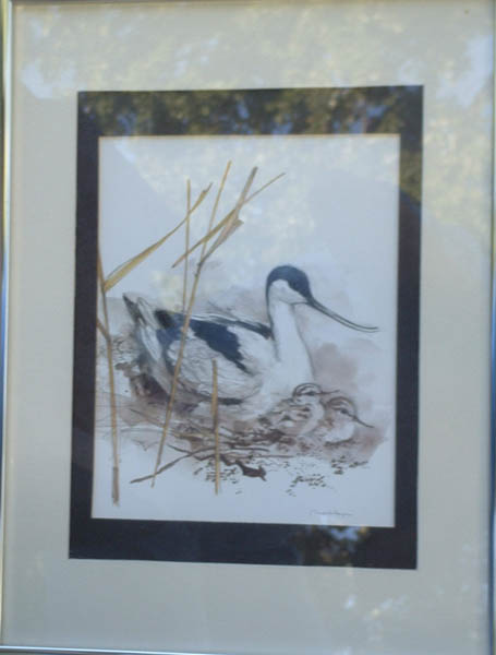 Avocet