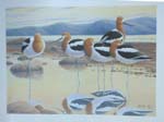 Avocet