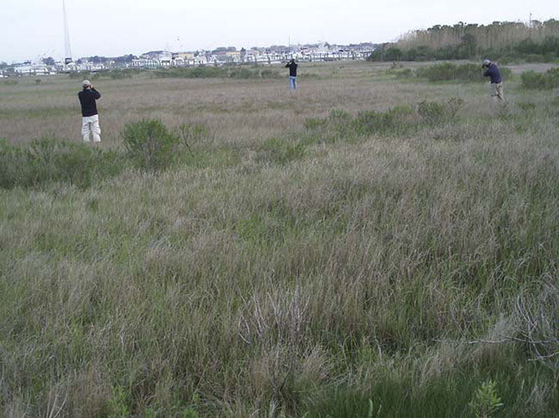 looking-for-saltmarsh-sharp