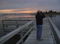 looking-for-yellow-crowned-